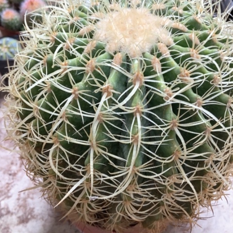 超大卷虎仙人球60米仙人球