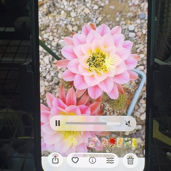 曙光毛花柱一棵开花美