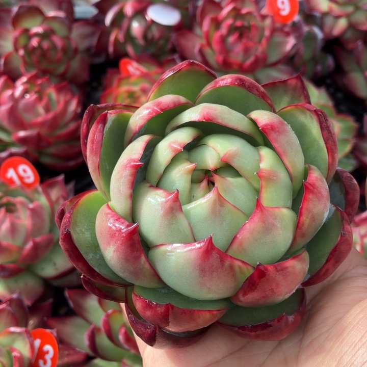 向****多肉植物惊鸿仙子