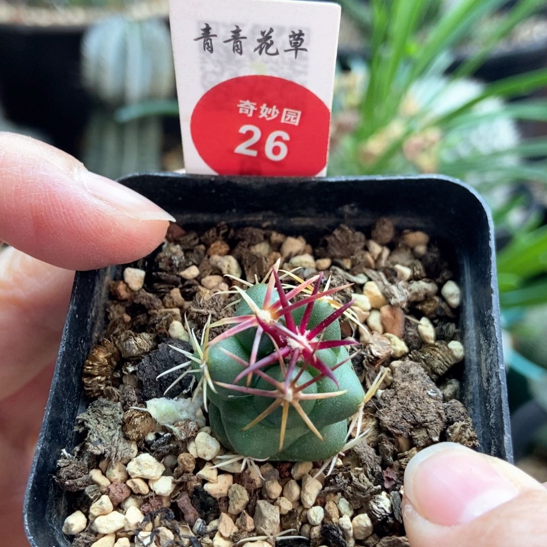 实生豪刺大红鹰一颗