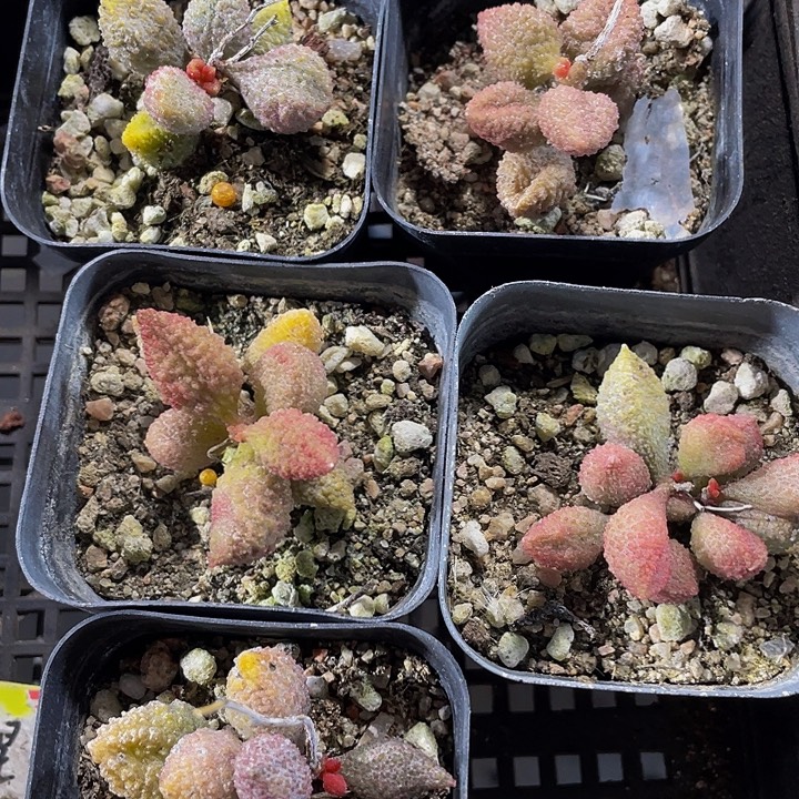 荔枝皮带盆土发货
