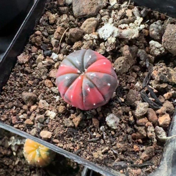 晚****?红兜锦实生专拍仙人球 
