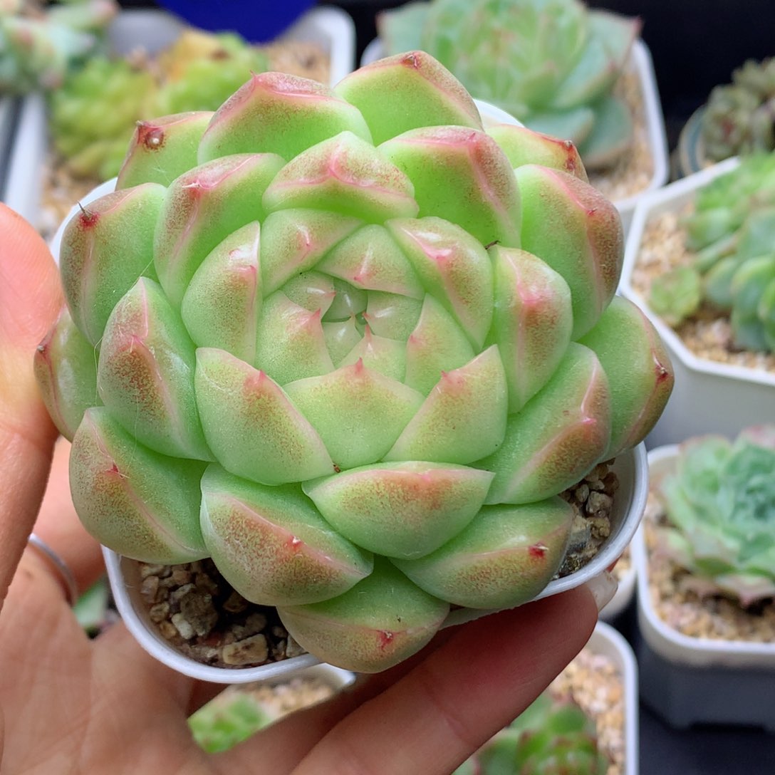 58包邮  群生不包整麦秆29