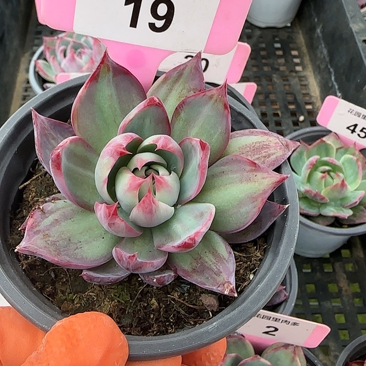 19 惊鸿仙子多肉植物6-9cm