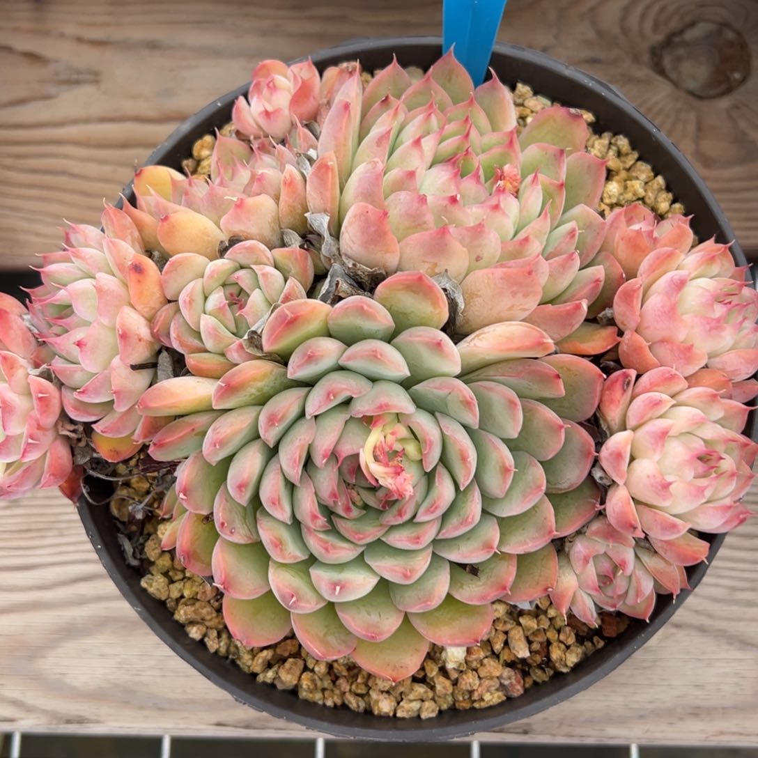 夜**央1227肉多么多么多么多哦