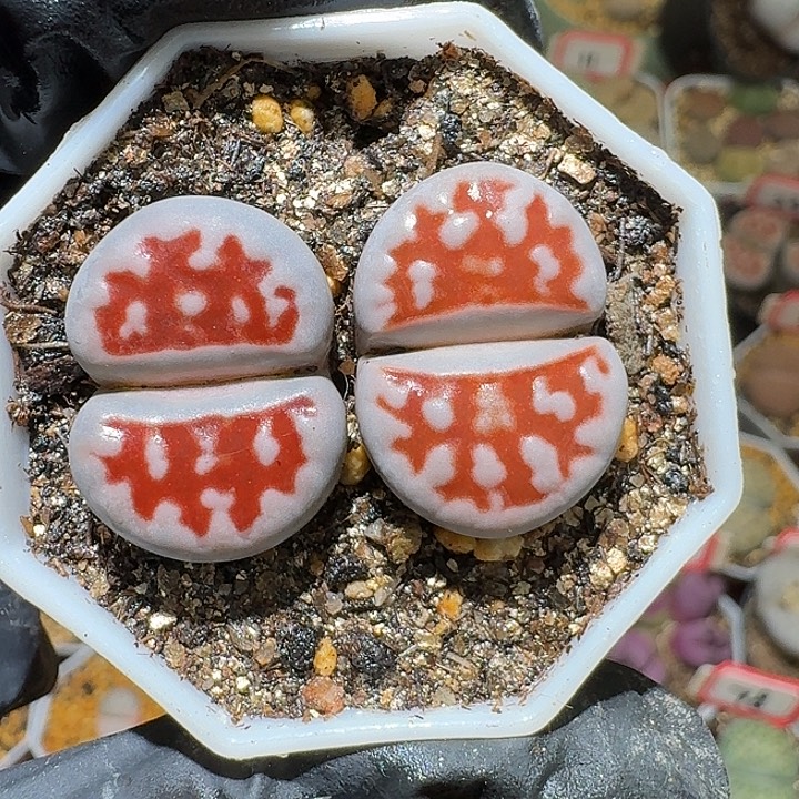 生石花23:：。生。  356号