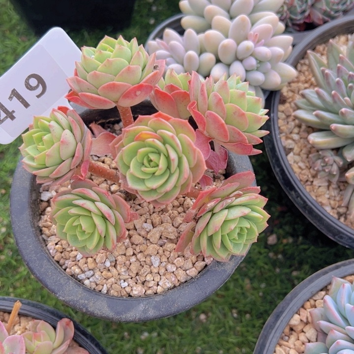 健健康康平平安安