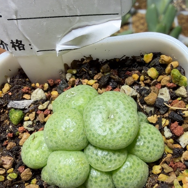065。多肉植物的生长