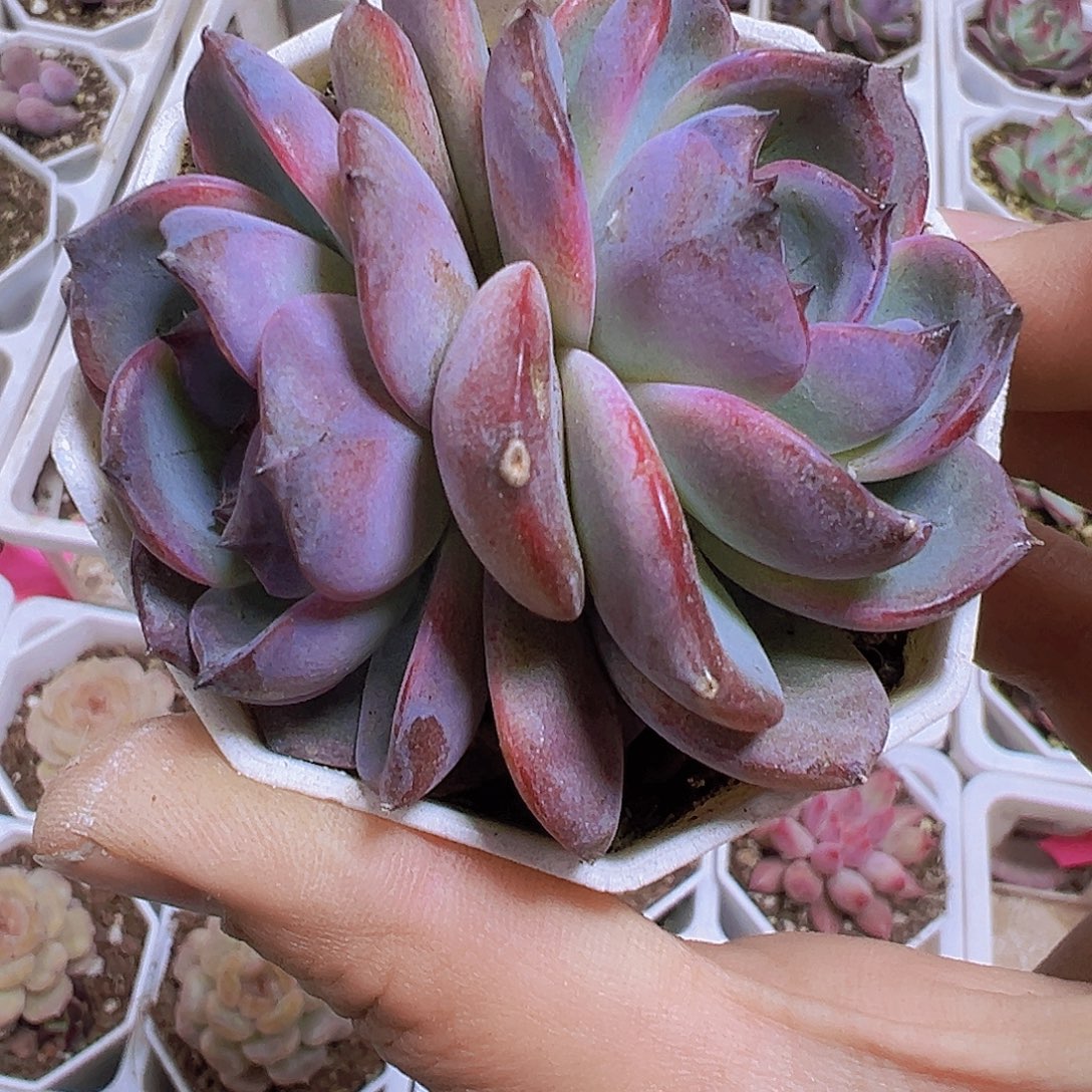 双头大黑橙19包邮多肉