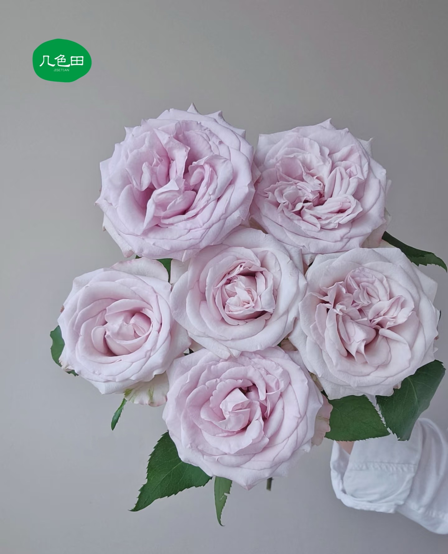 朵拉—单头玫瑰云南直发鲜花云南花插花鲜花 