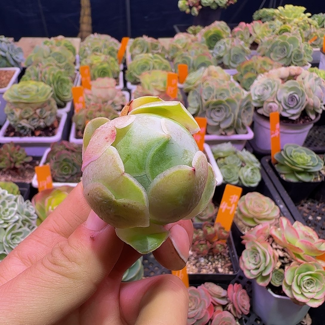 荷拉丝古纳 侧头非偏远包邮