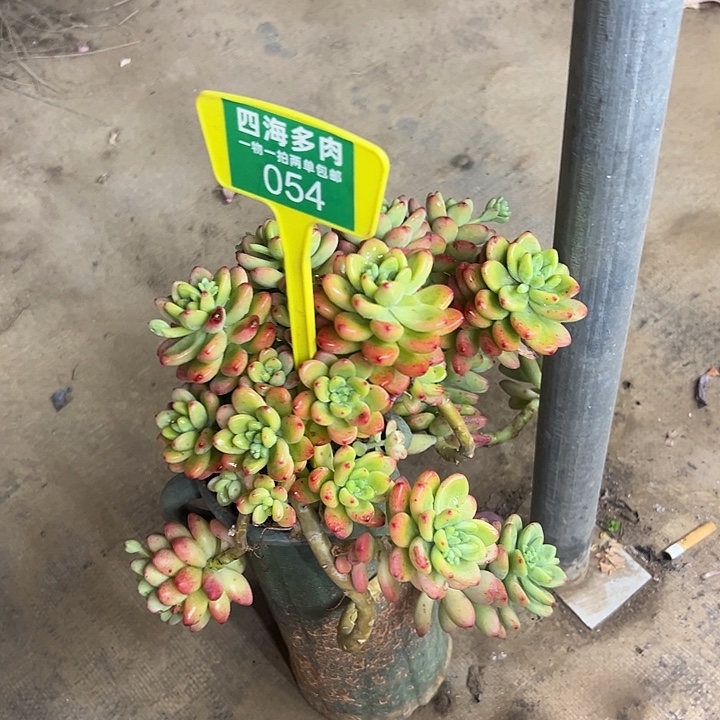 郁***_香格里啦多肉植物群落054