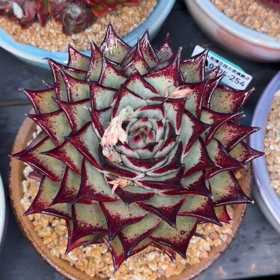 多肉一物一拍0305-254