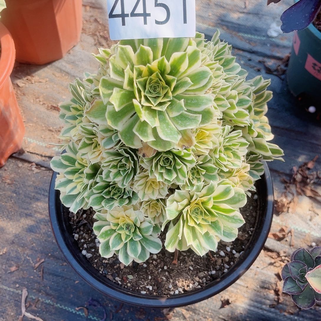 4451迈巴赫多肉植物