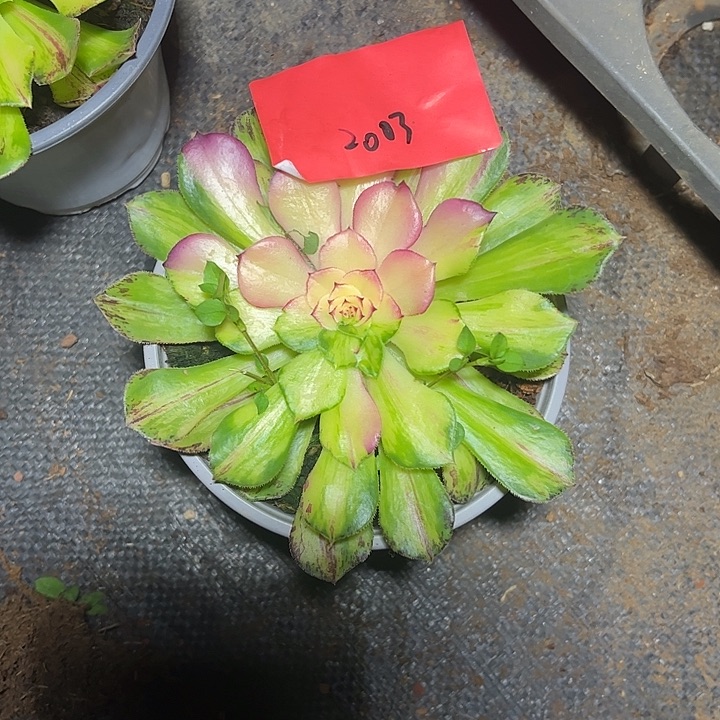 知否多肉植物保护研究所2003