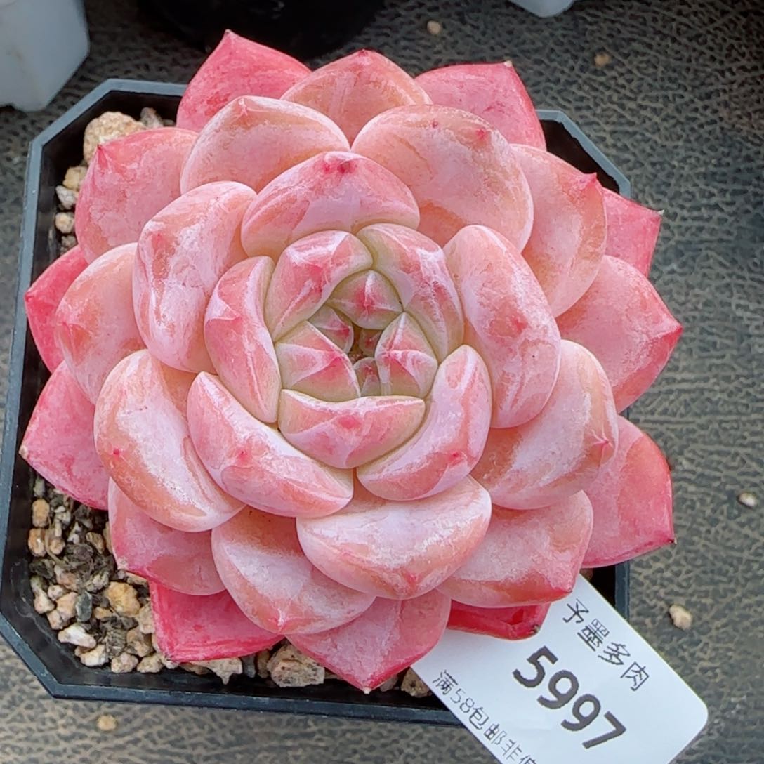 雪塔，5997多肉植物