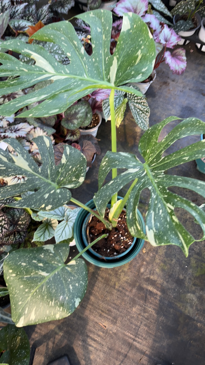 绿植盆栽室内易养活四季好养护轻微叶损不售后只包开箱介意勿拍