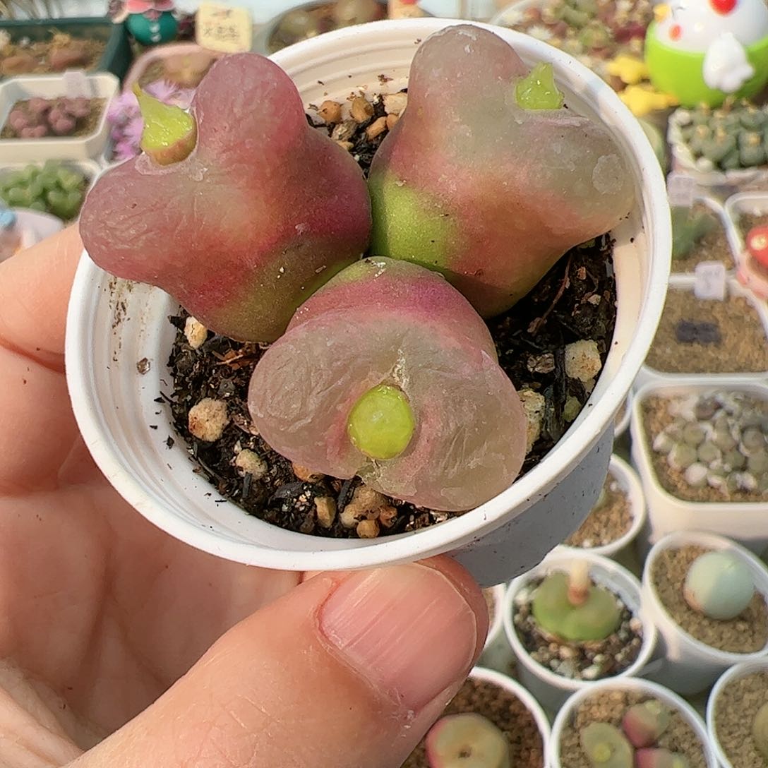 【闪购商品】166 福利