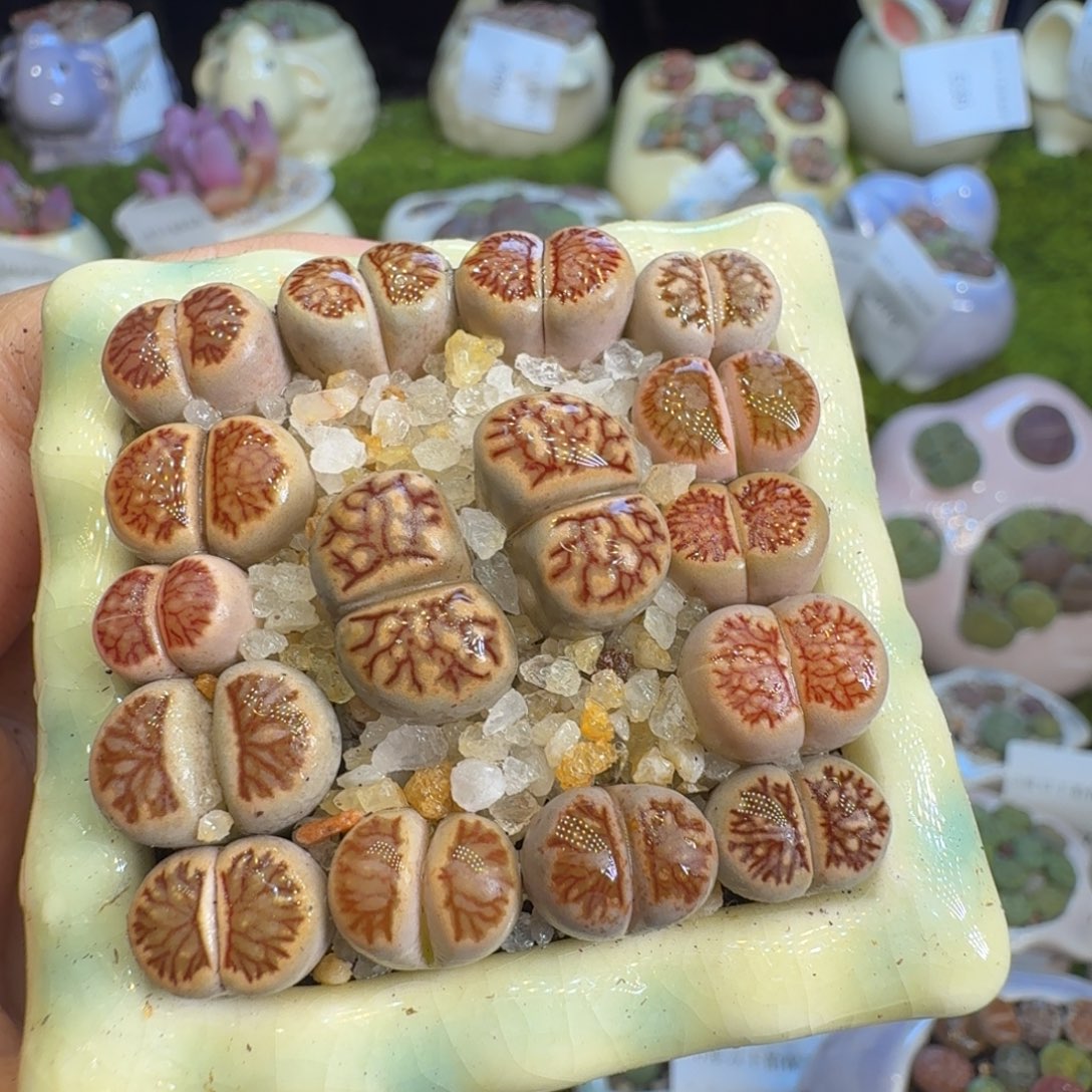 微***@多肉植物福利冲688