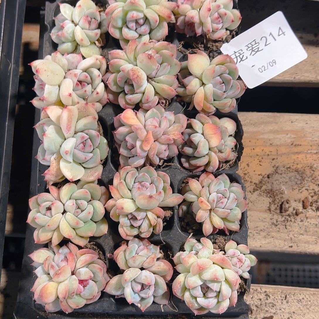 直播福利一物一拍214