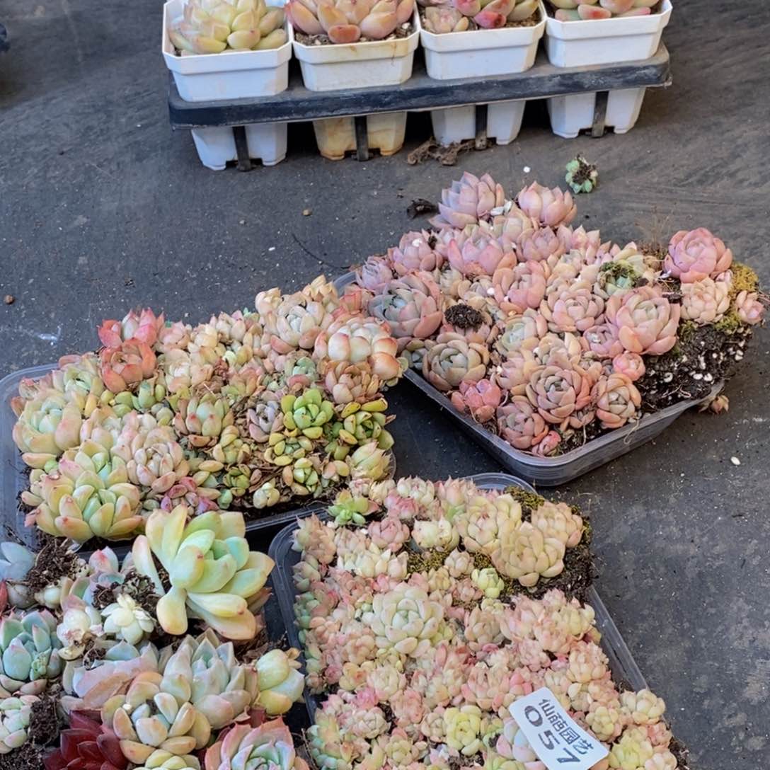 057的人生态度就是说你是个