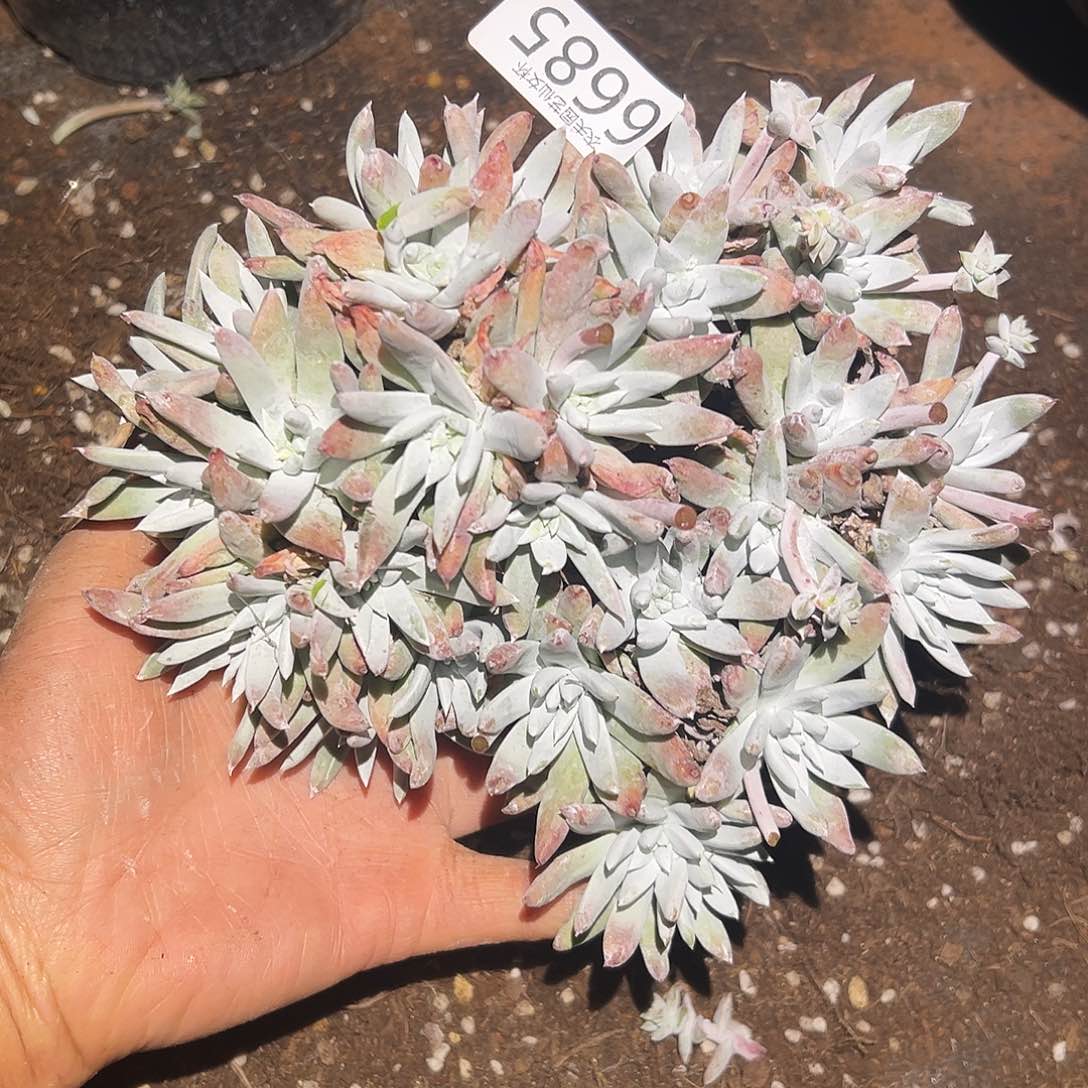 白姆仙女杯多肉。