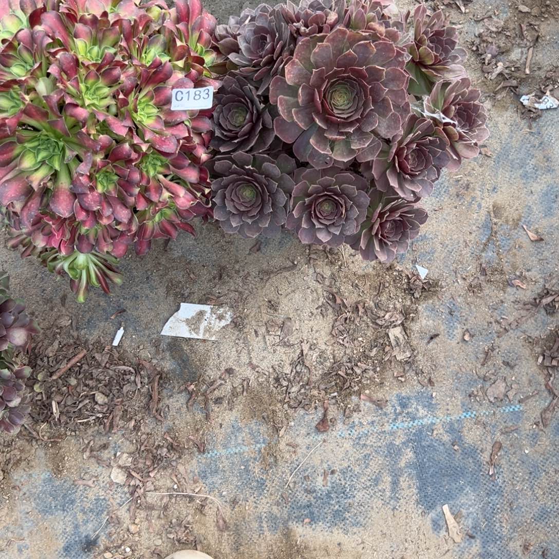 芹***菜183两颗组合多肉植物