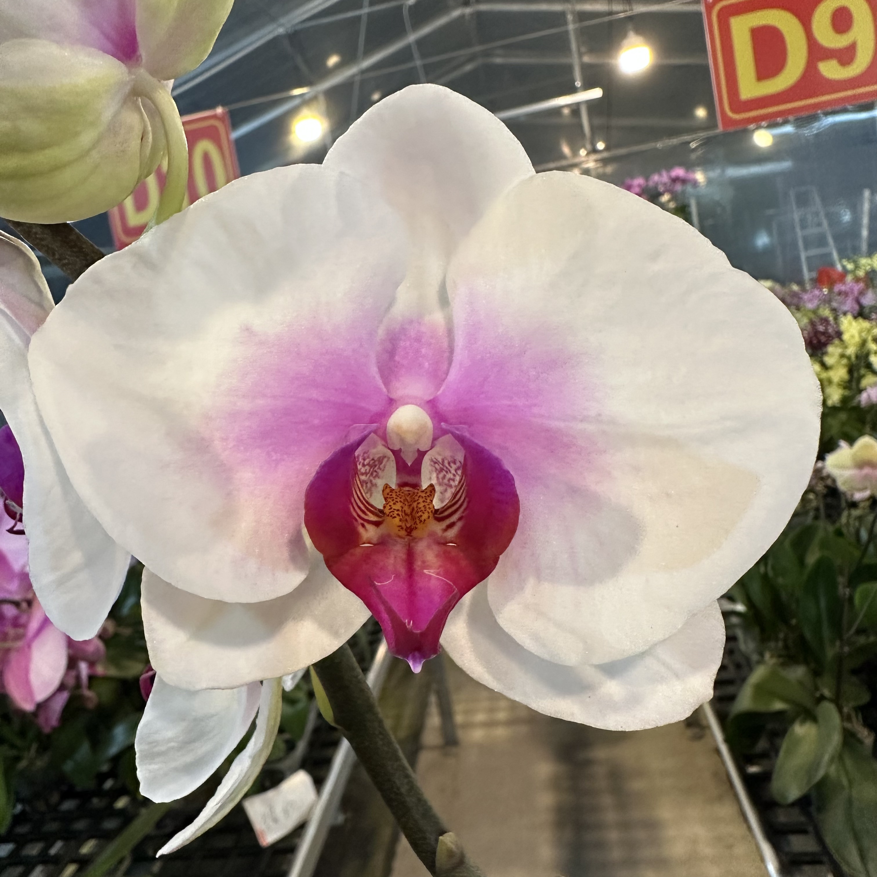 蝴蝶兰【笑开怀】梦幻浪漫室内高端花卉绿植