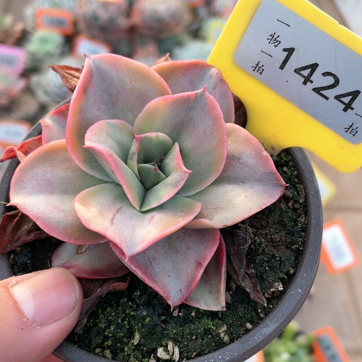 【闪购商品】1424号