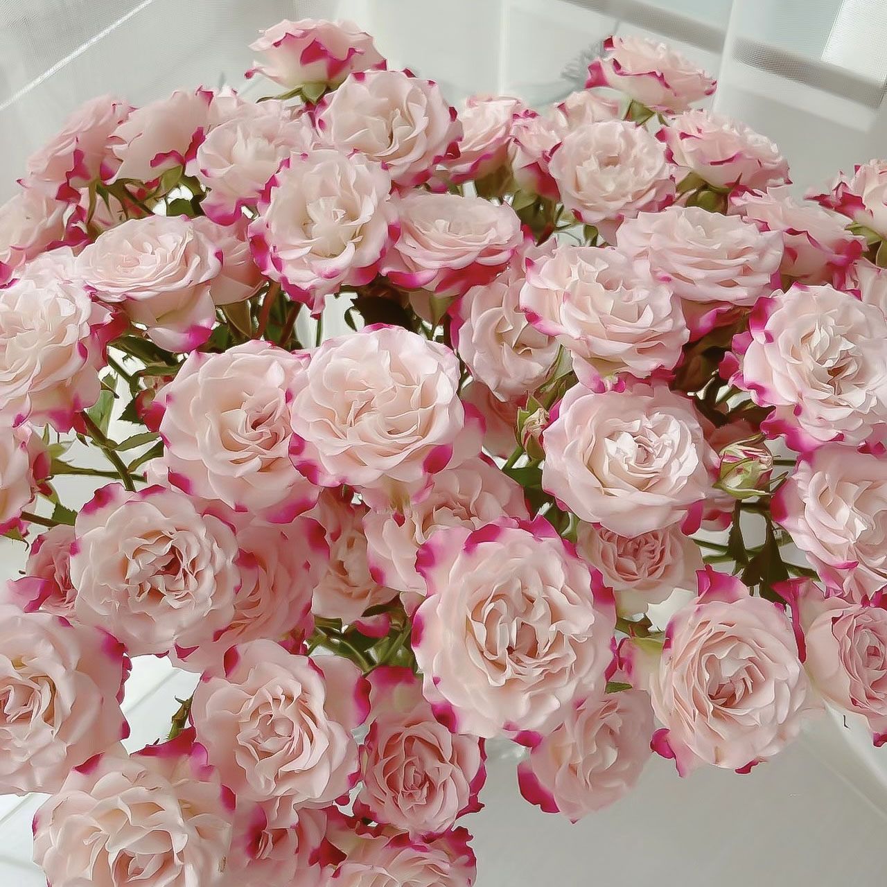 多头玫瑰-折射10支【1单包邮】云南鲜花