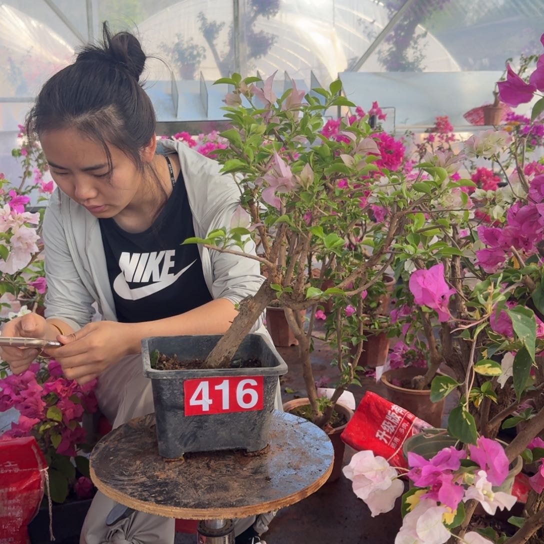 大部分花苞少量开放