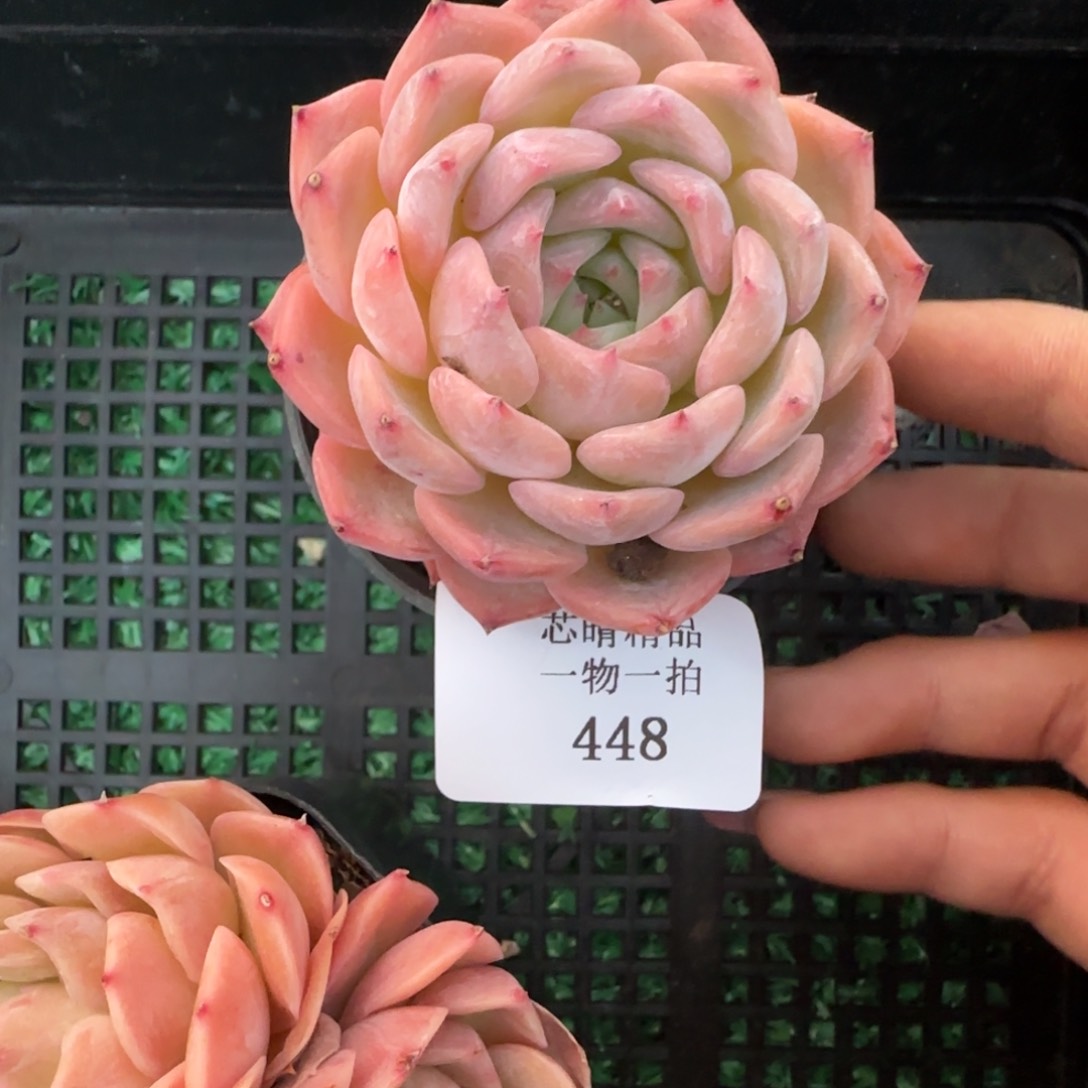 闪购精品多肉448号