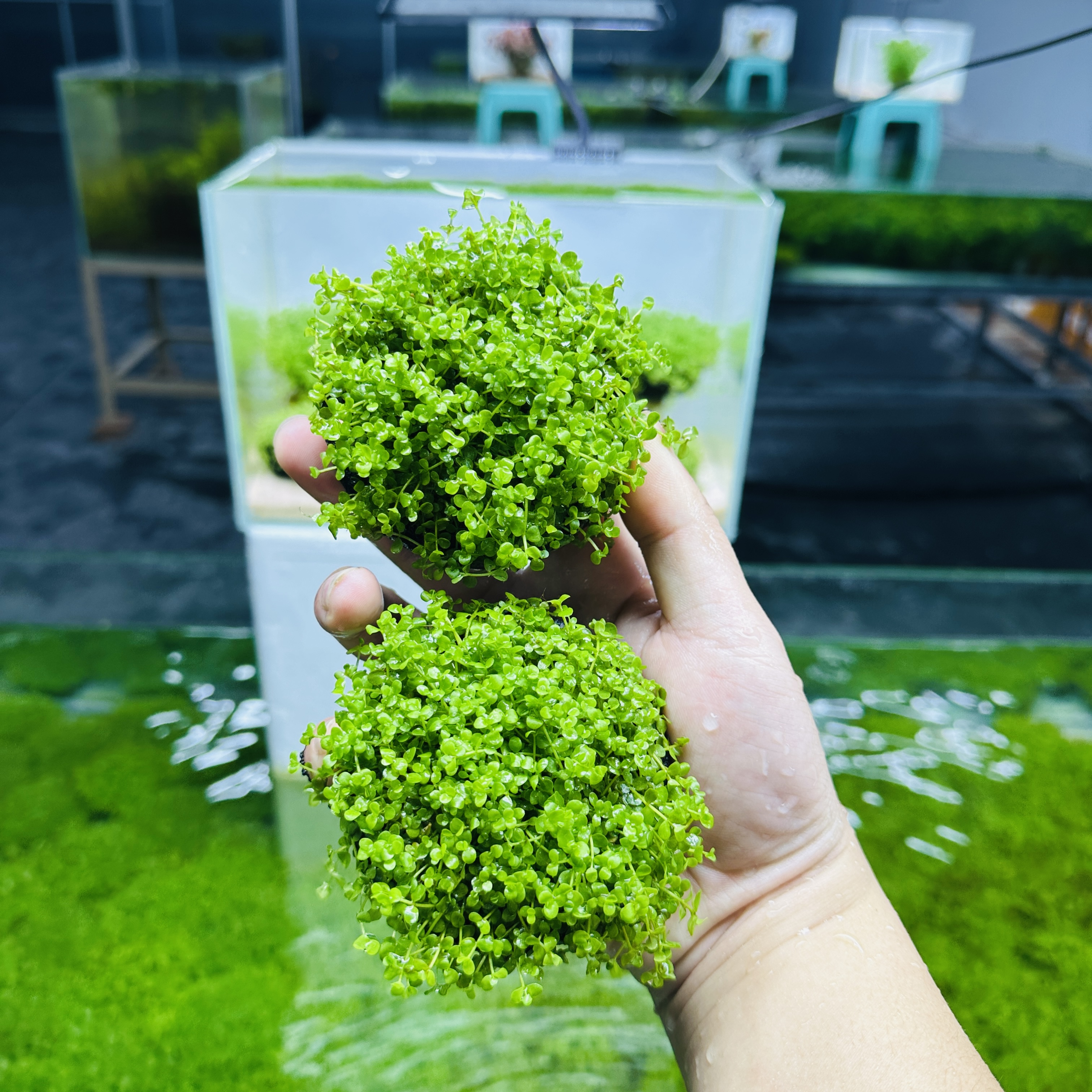 拂晓水草（爬地矮珍珠）两坨大坨底托直径7cm
