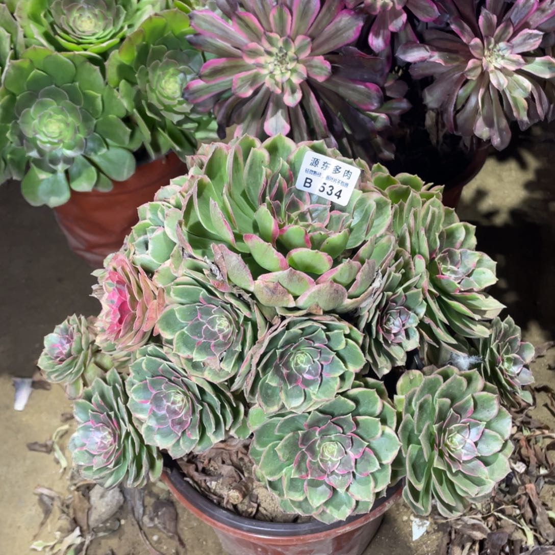 534粉花妖多肉法师断枝不包