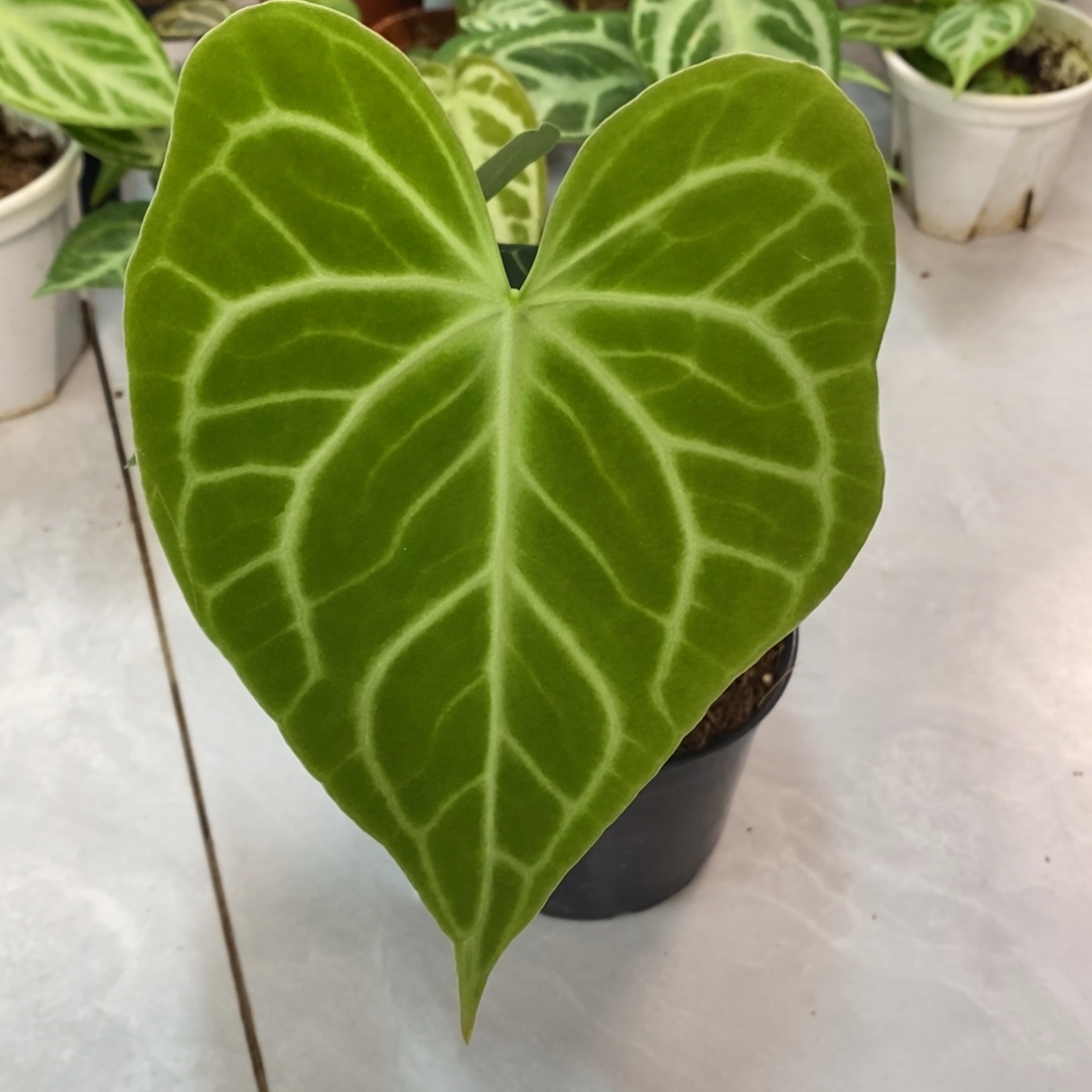 不开花植物06 克莱恩王杂密文克莱恩