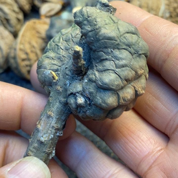 文玩核桃吊坠娜姐299