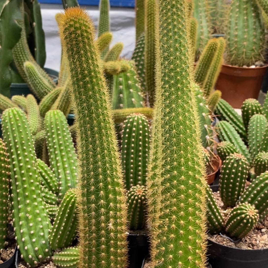 自根人鱼金妞一杯保20新品