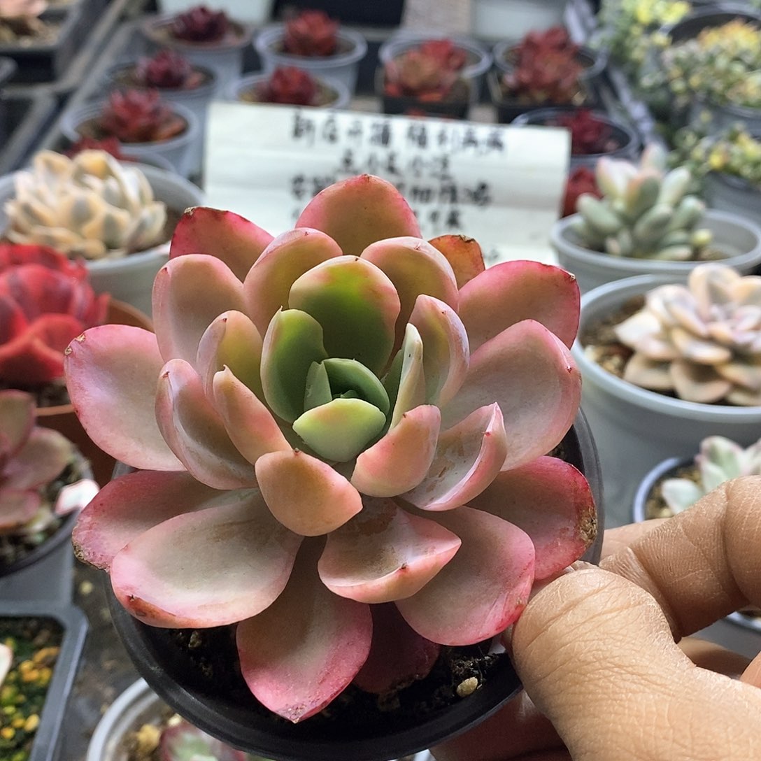 1466精美多肉粉色贝拉