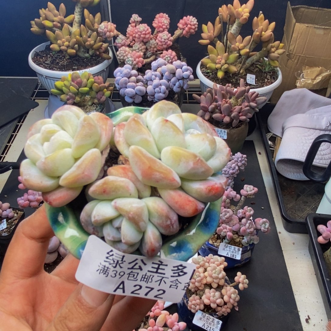 272冰玉多肉不包整