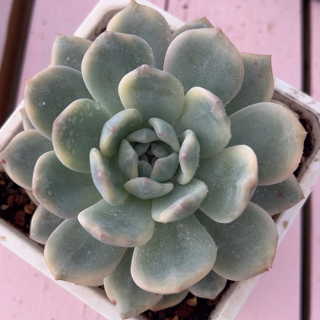 橙梦露锦，多肉植物