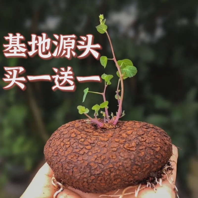 买一送一 红藤小圆叶山乌龟金不换七彩龟块根爬藤水培客厅办公室