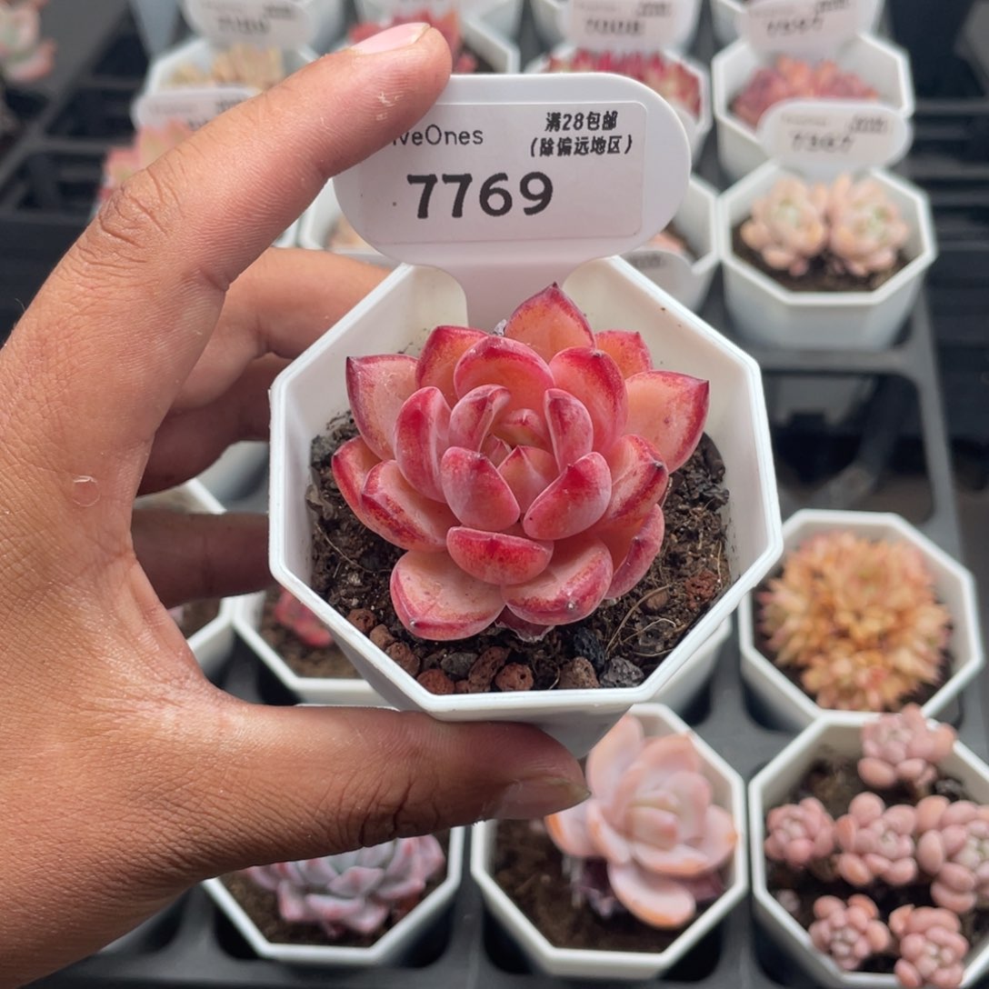 7769黑武士5.0厘米