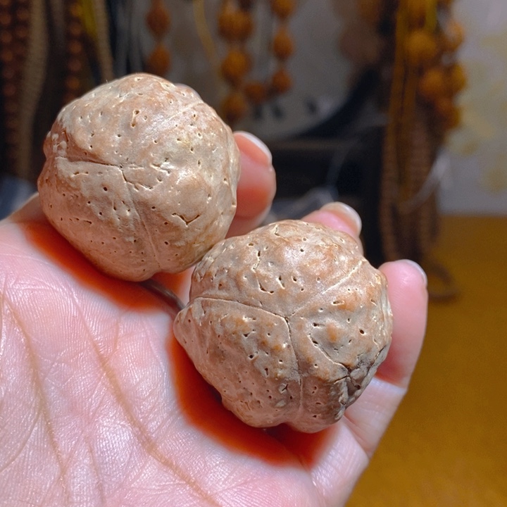 野生三瓣大金刚光头强