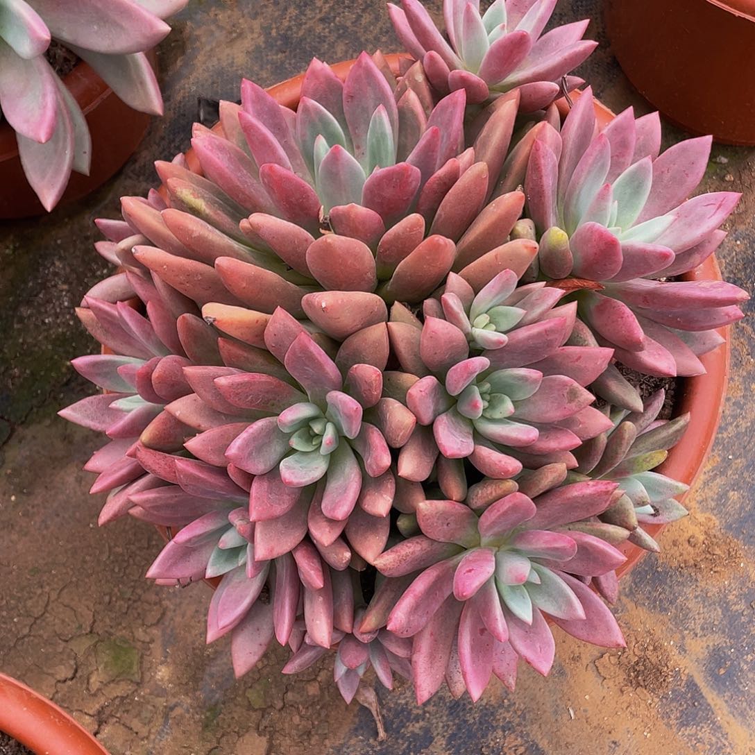 桃花源48多肉群生特价