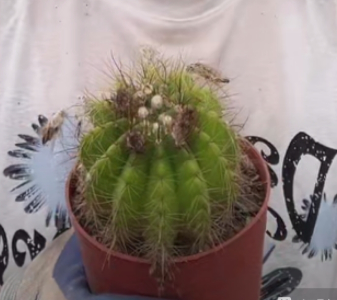 二妹园艺【 3颗 黄花青王  瑕疵木质化 】脱土随机发货