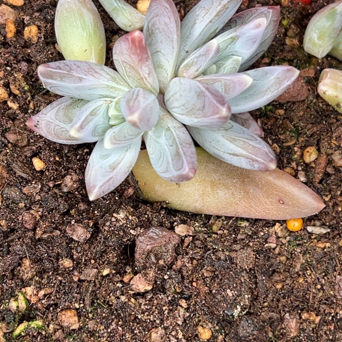 小***儿小小仙儿 雪王 111