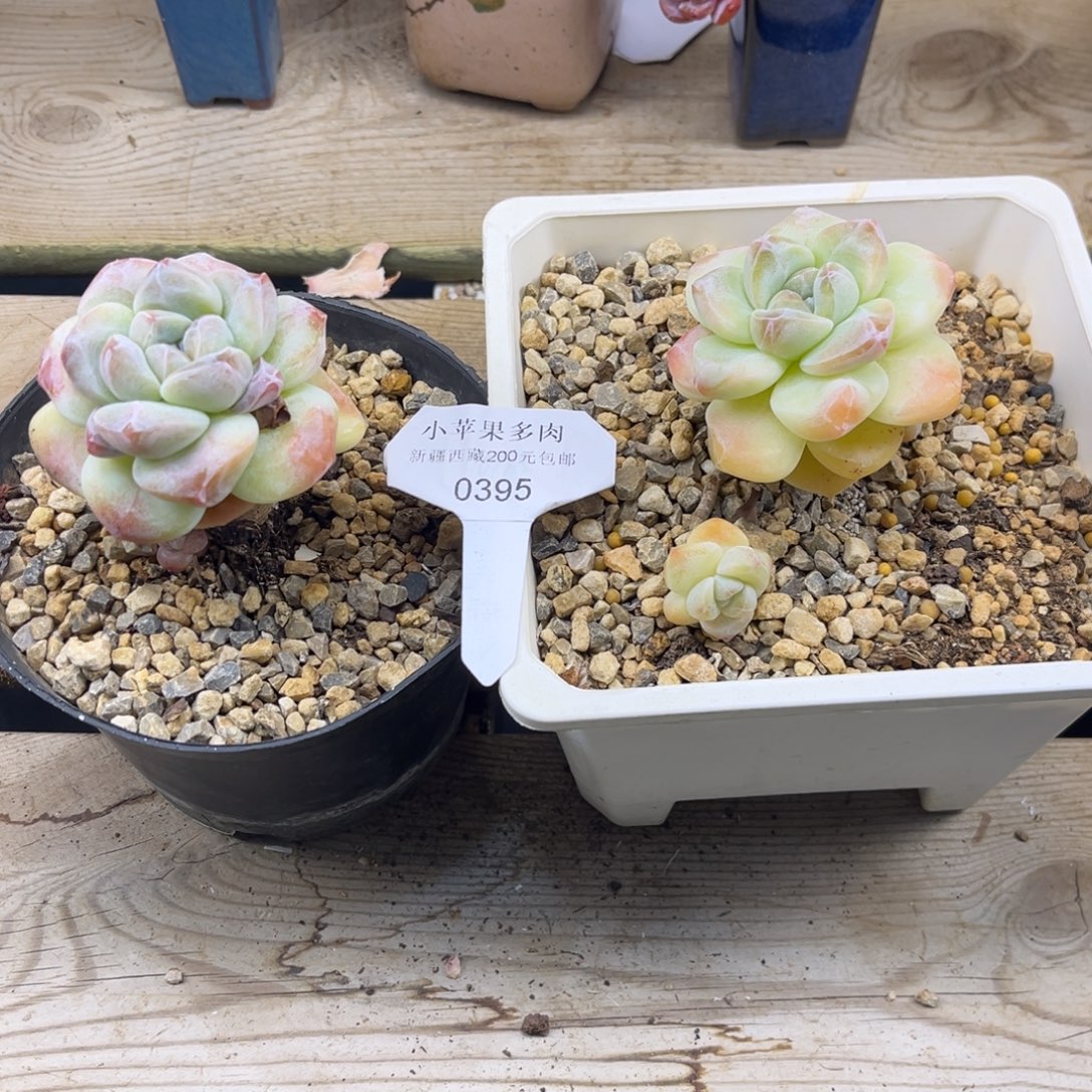 。***黄底冰玉395/2棵多肉