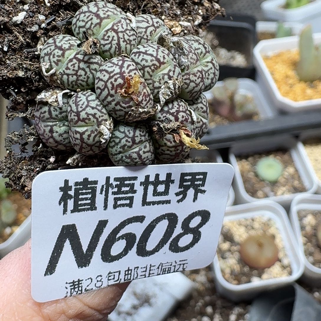 多肉植物的润泽fghjjk