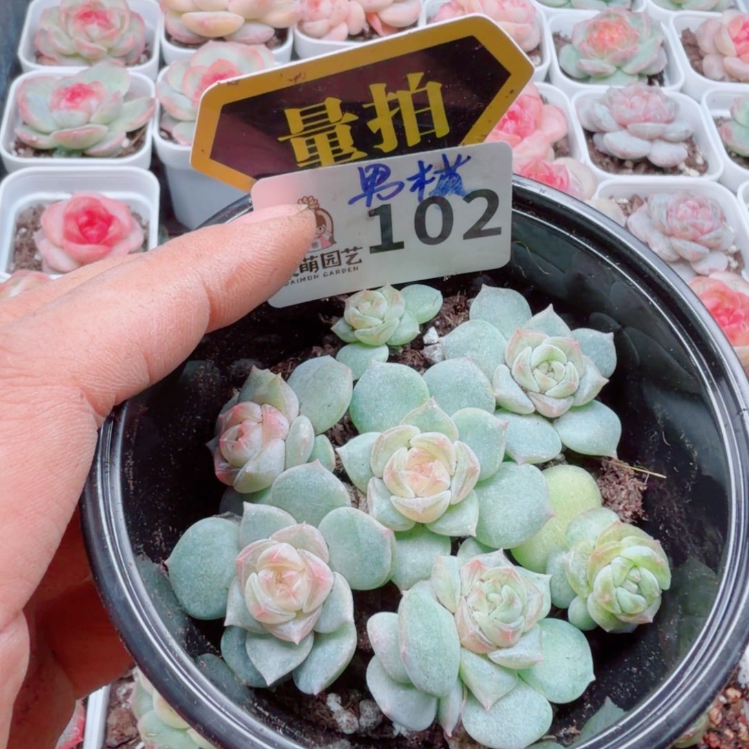多肉植物多肉植物