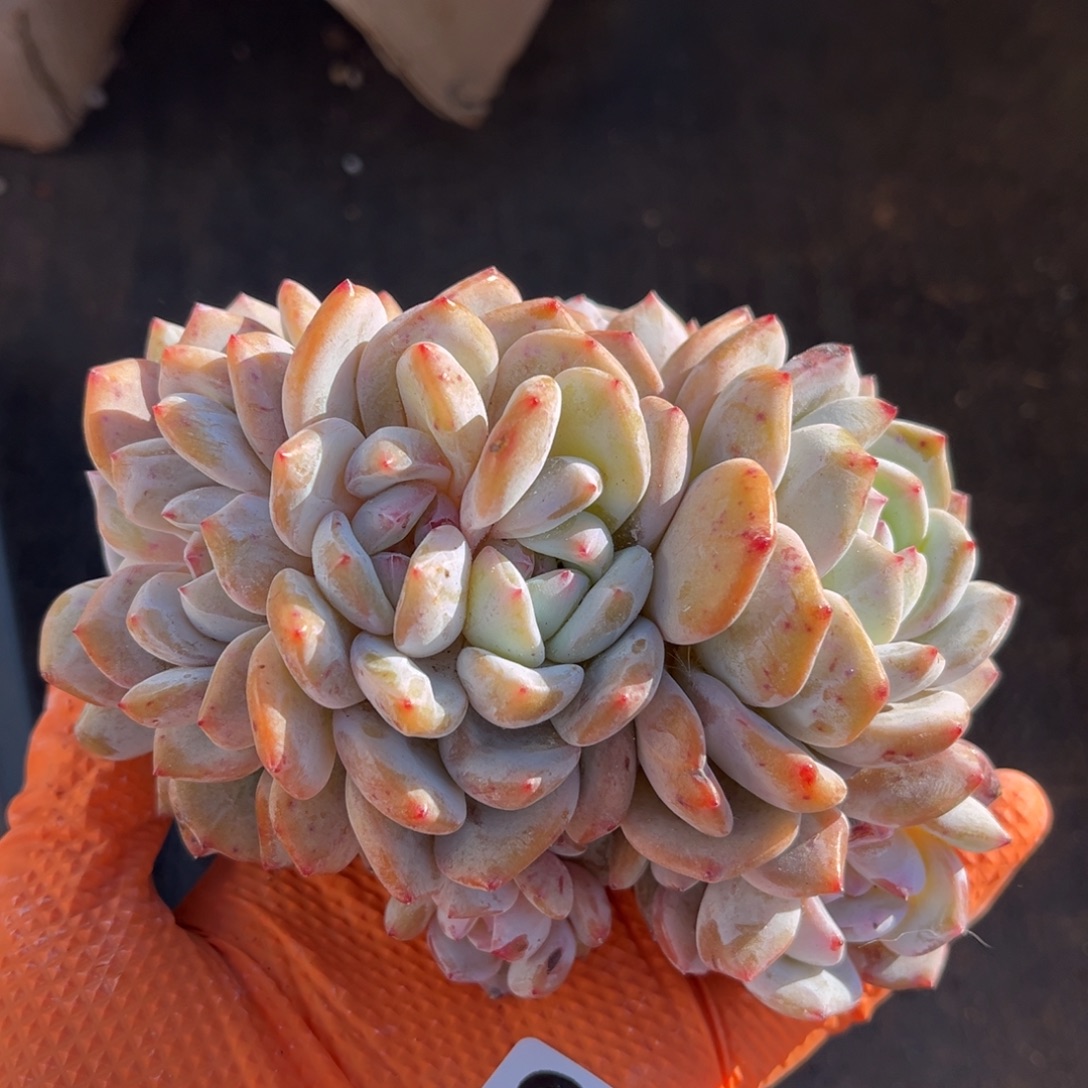 823号新疆西藏内蒙古不包邮